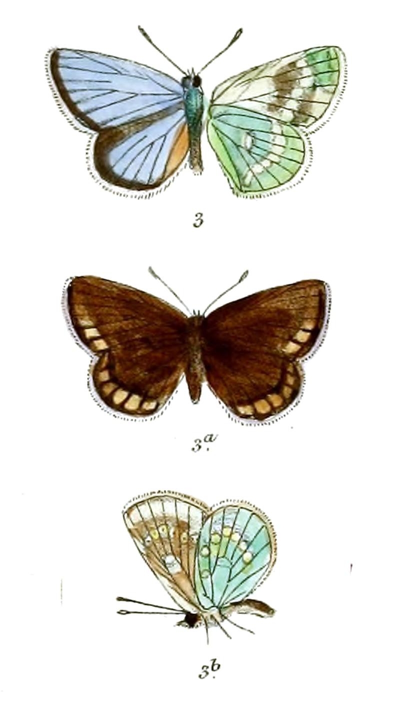 LycaenaMetallica 641
