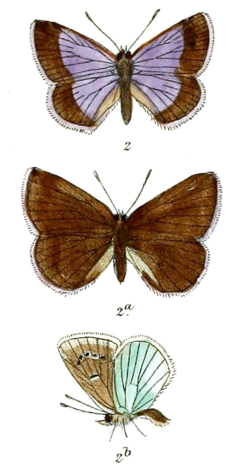 LycaenaOmphisa 641