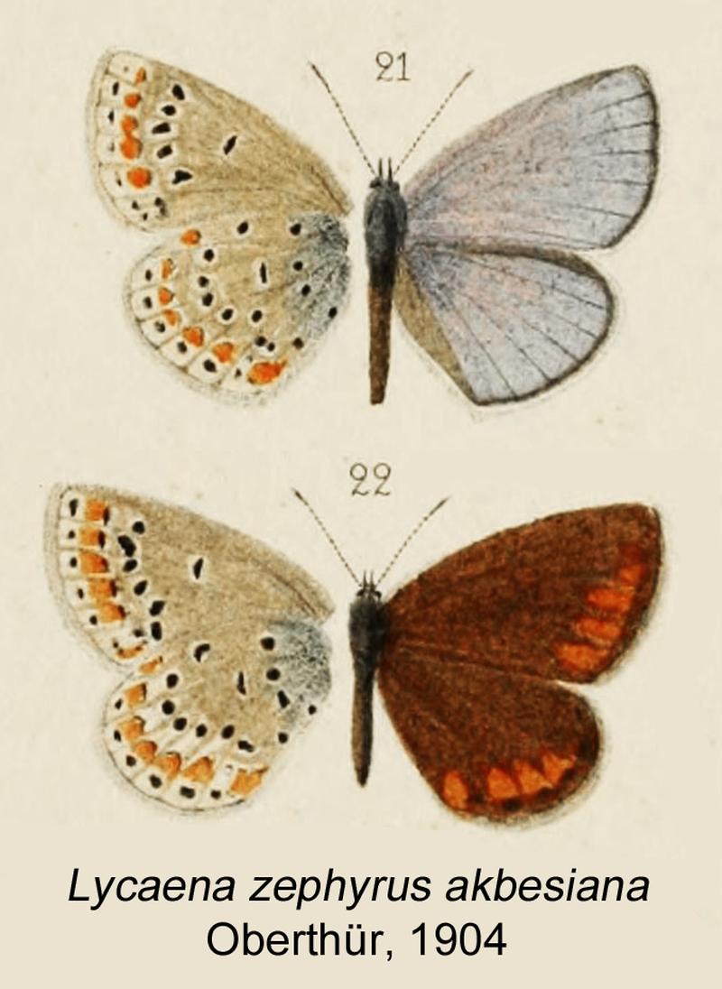 Lycaena akbesianaOberthurOD
