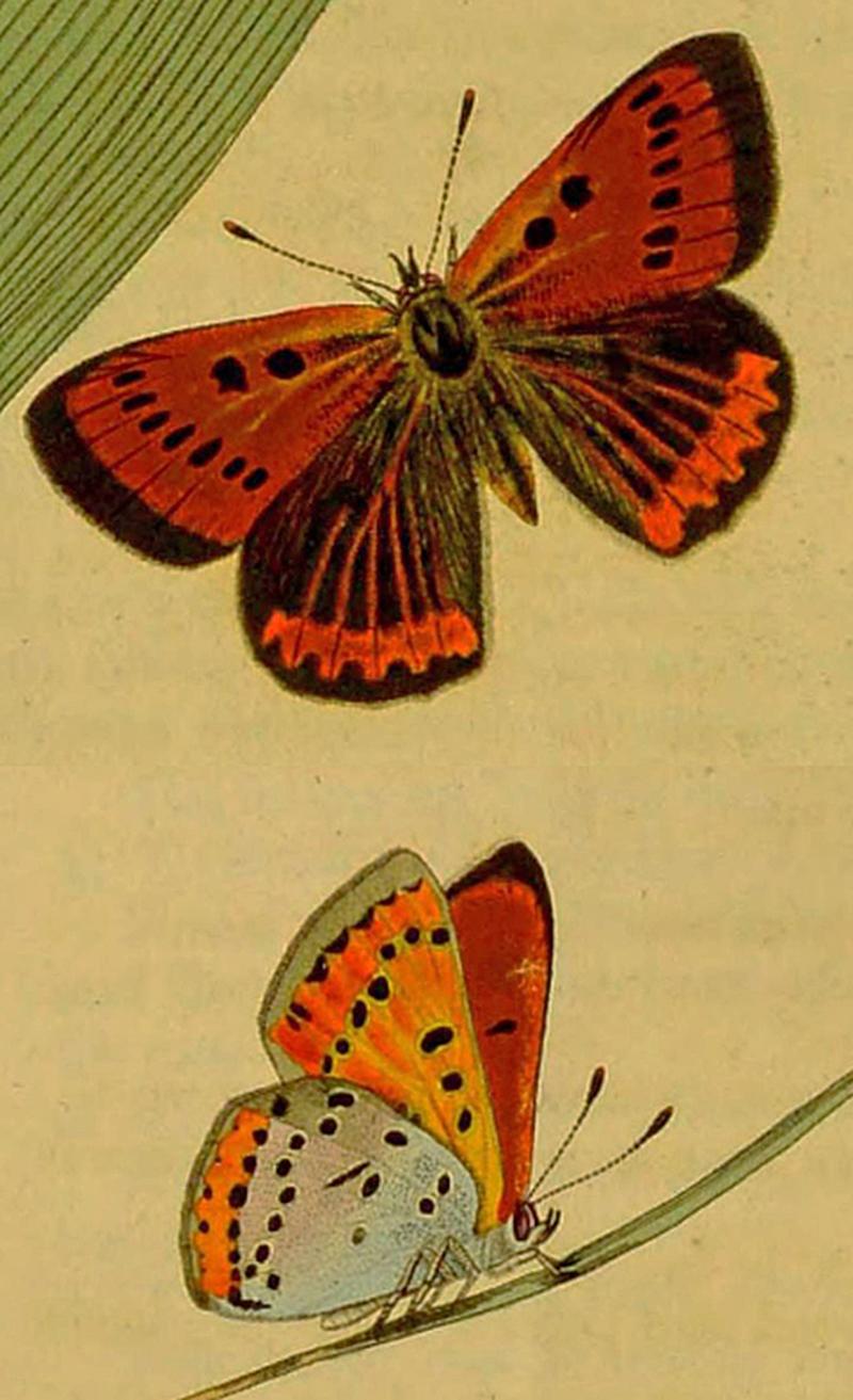 Lycaena phlaeasTypeSpImagesCurtis1828