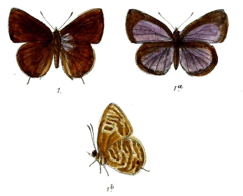 Lycaenesthes emolus