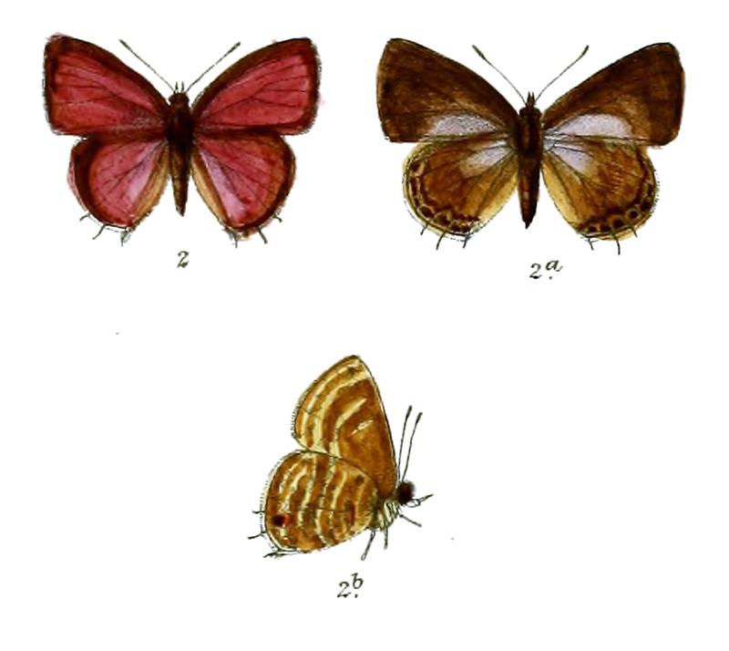 Lycaenesthes lycaenina