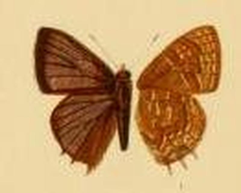 Lycaenesthes alberta