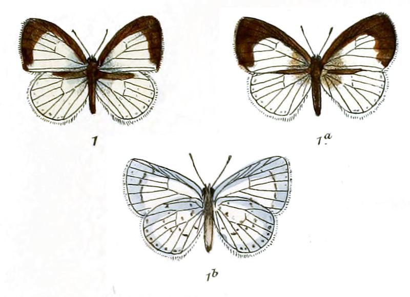 Lycaenopsis akasa