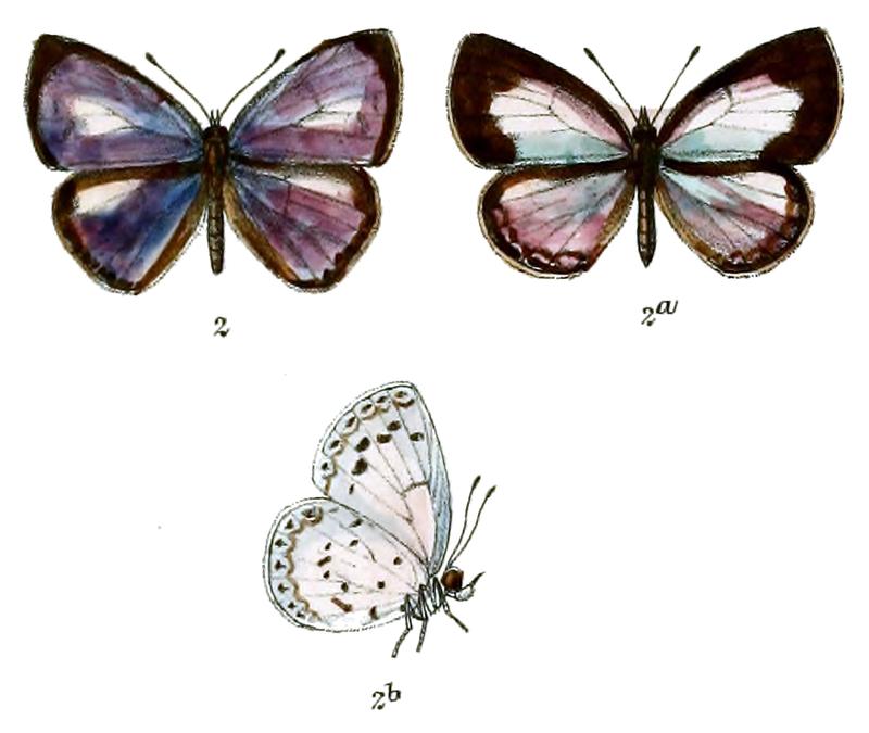 Lycaenopsis albidisca