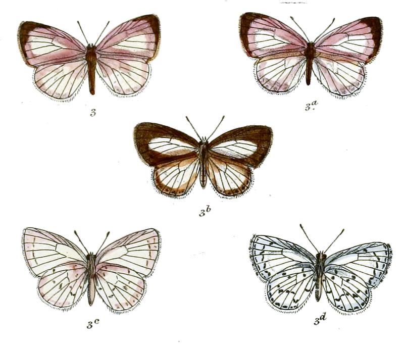 Lycaenopsis albocaerulea