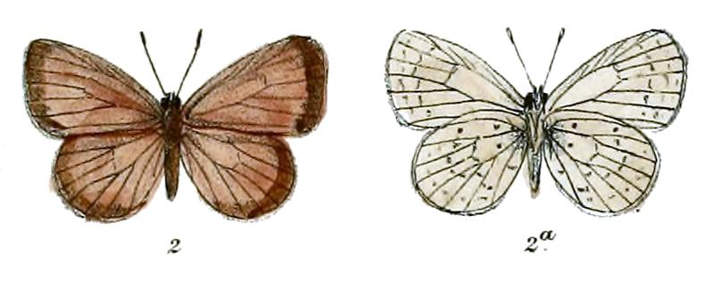 Lycaenopsis binghami