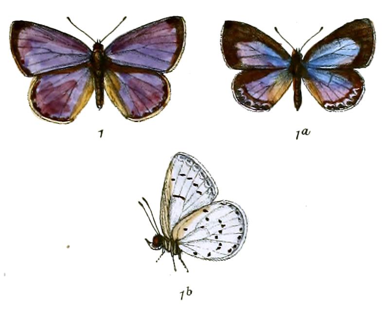 Lycaenopsis coelestina