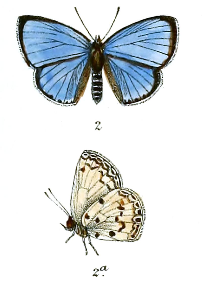 Lycaenopsis cyanescens