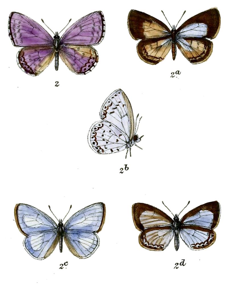 Lycaenopsis dilecta
