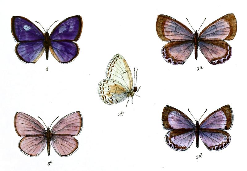 Lycaenopsis huegelii