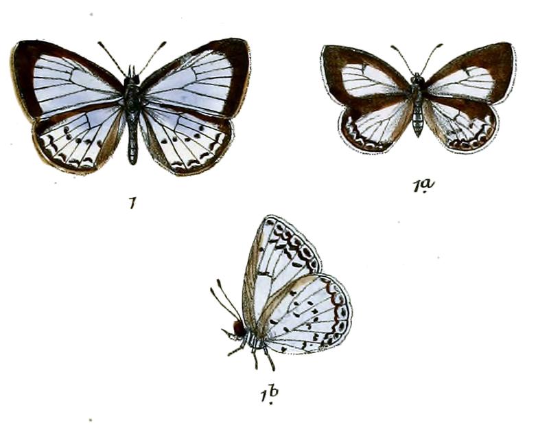 Lycaenopsis jynteana