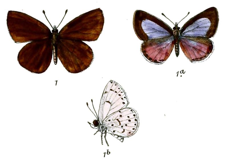 Lycaenopsis lanka