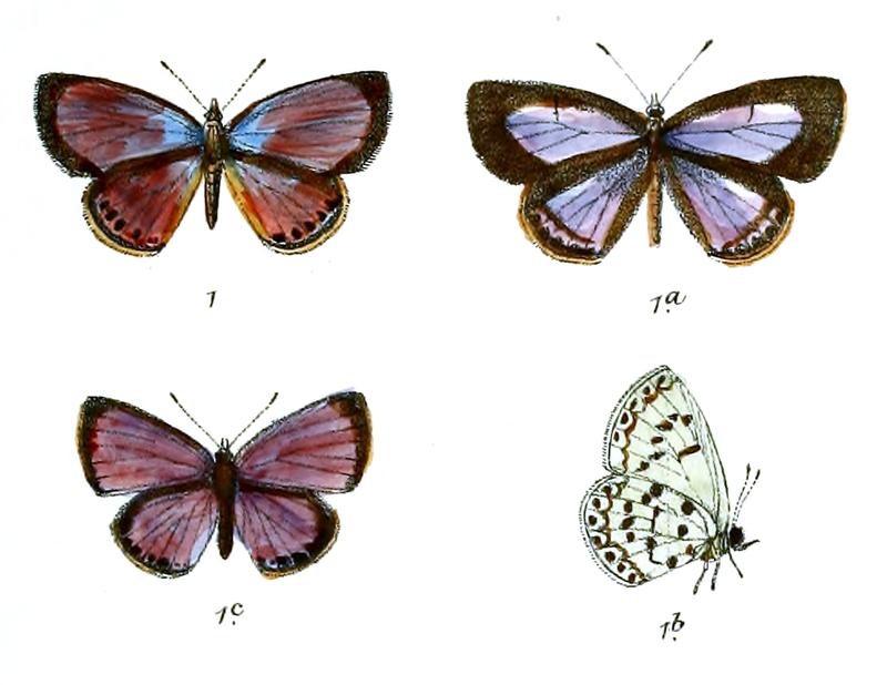 Lycaenopsis lilacea