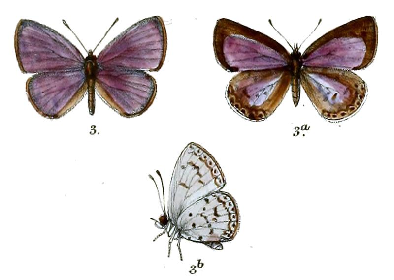 Lycaenopsis limbata