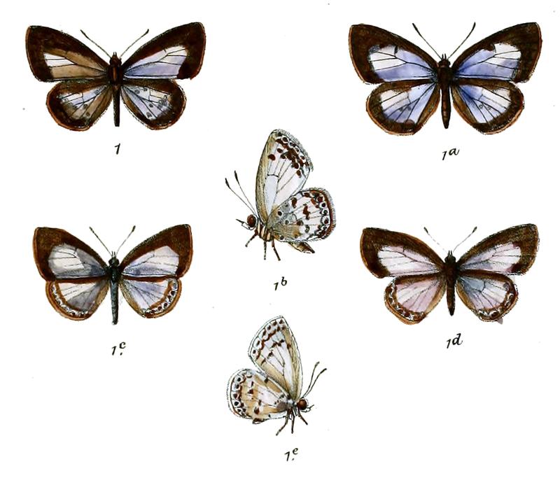 Lycaenopsis marginata