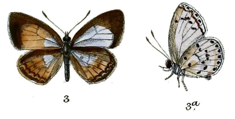 Lycaenopsis metaena