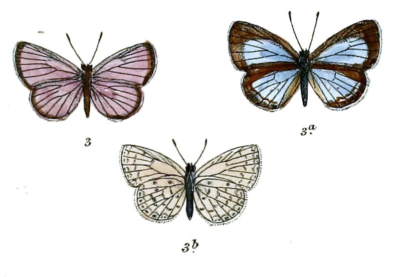 Lycaenopsis musinoides