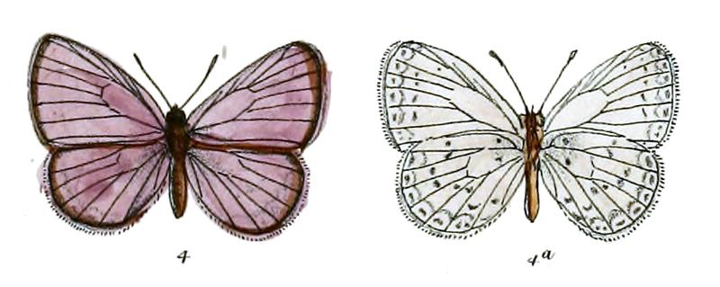 Lycaenopsis oreana