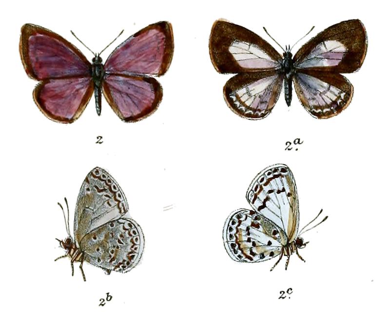 Lycaenopsis placida