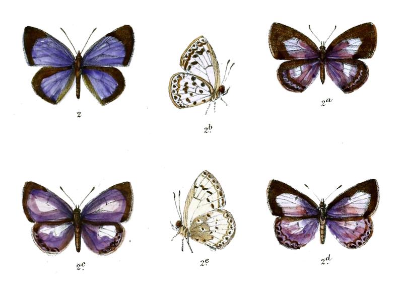 Lycaenopsis puspa