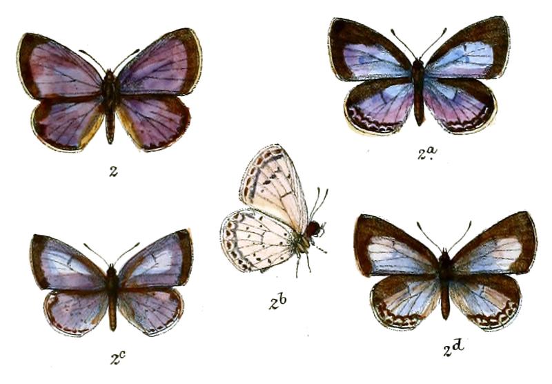 Lycaenopsis sikkima