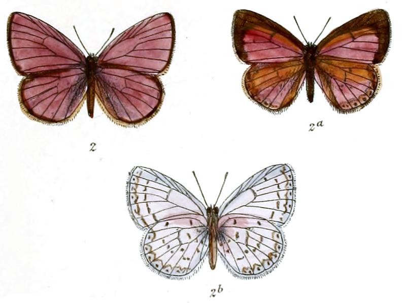Lycaenopsis singalensis