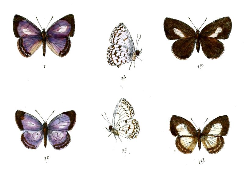 Lycaenopsis transpectus
