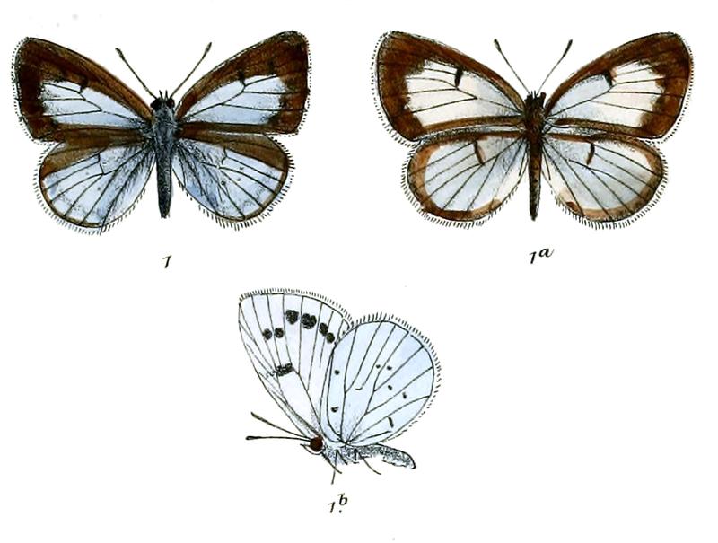 Lycaenopsis vardhana