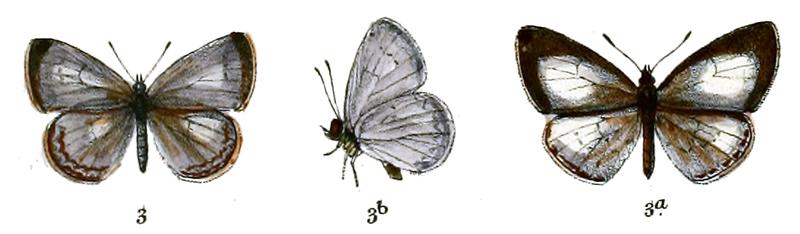 Lycaenopsis victoria