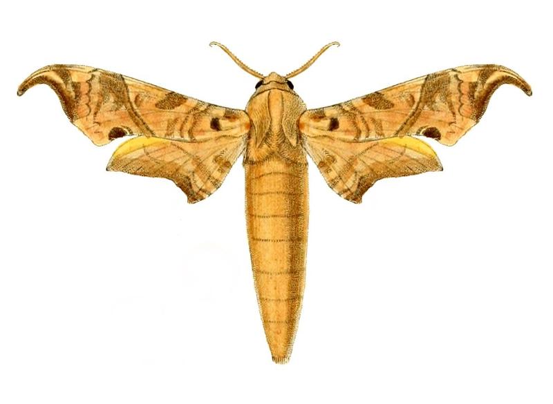 Lycosphingia hamatus