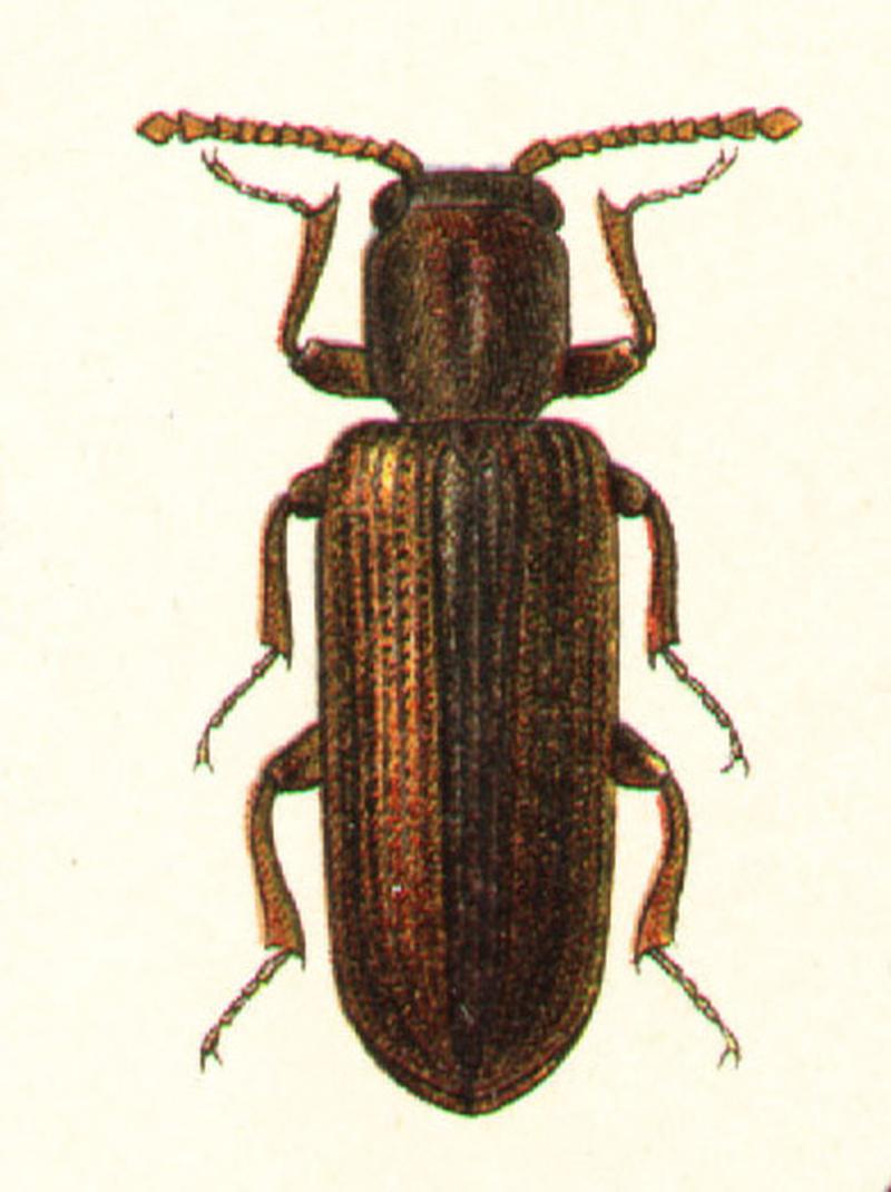 Lyctus suturalis