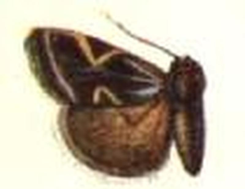 Lygranthoecia constricta