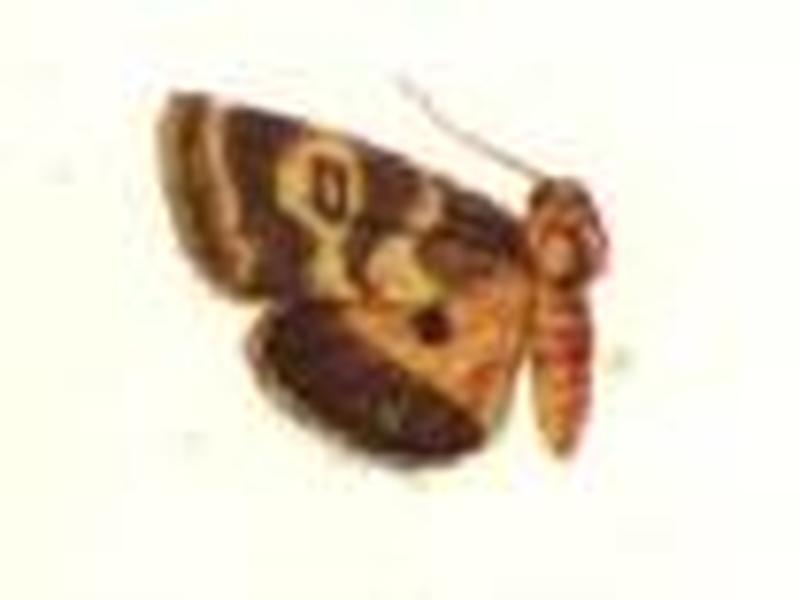 Lygranthoecia errans