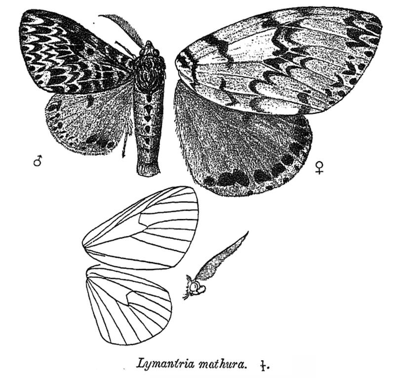 LymantriaMathura