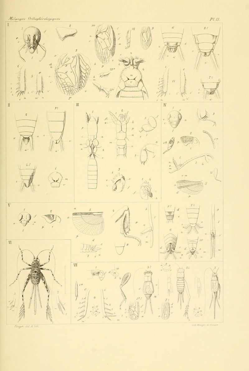 Mélanges orthoptérologiques (Plate 11) (7261715486)