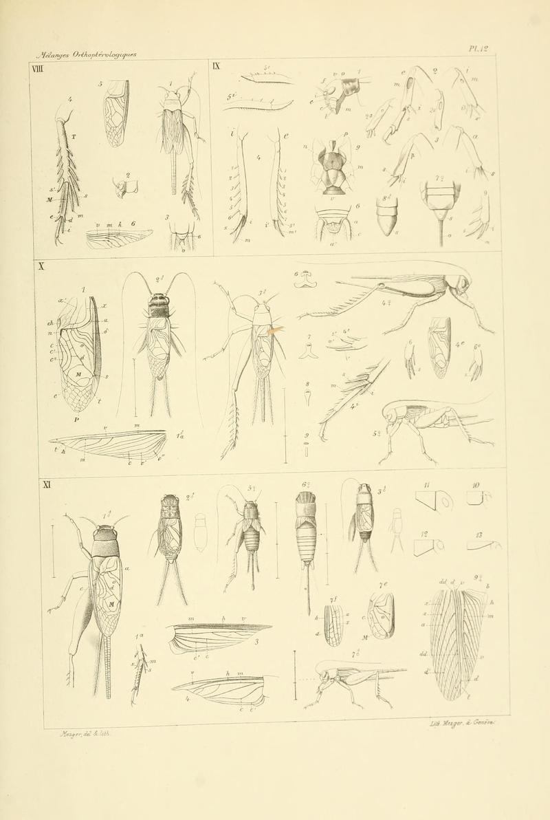 Mélanges orthoptérologiques (Plate 12) (7261716802)