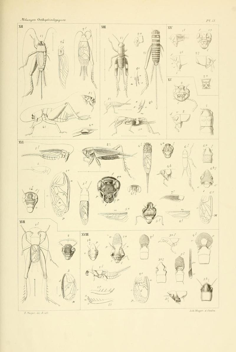 Mélanges orthoptérologiques (Plate 13) (7261717958)