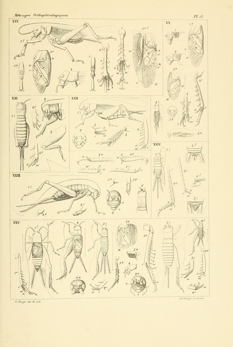 Mélanges orthoptérologiques (Plate 14) (7261719430)