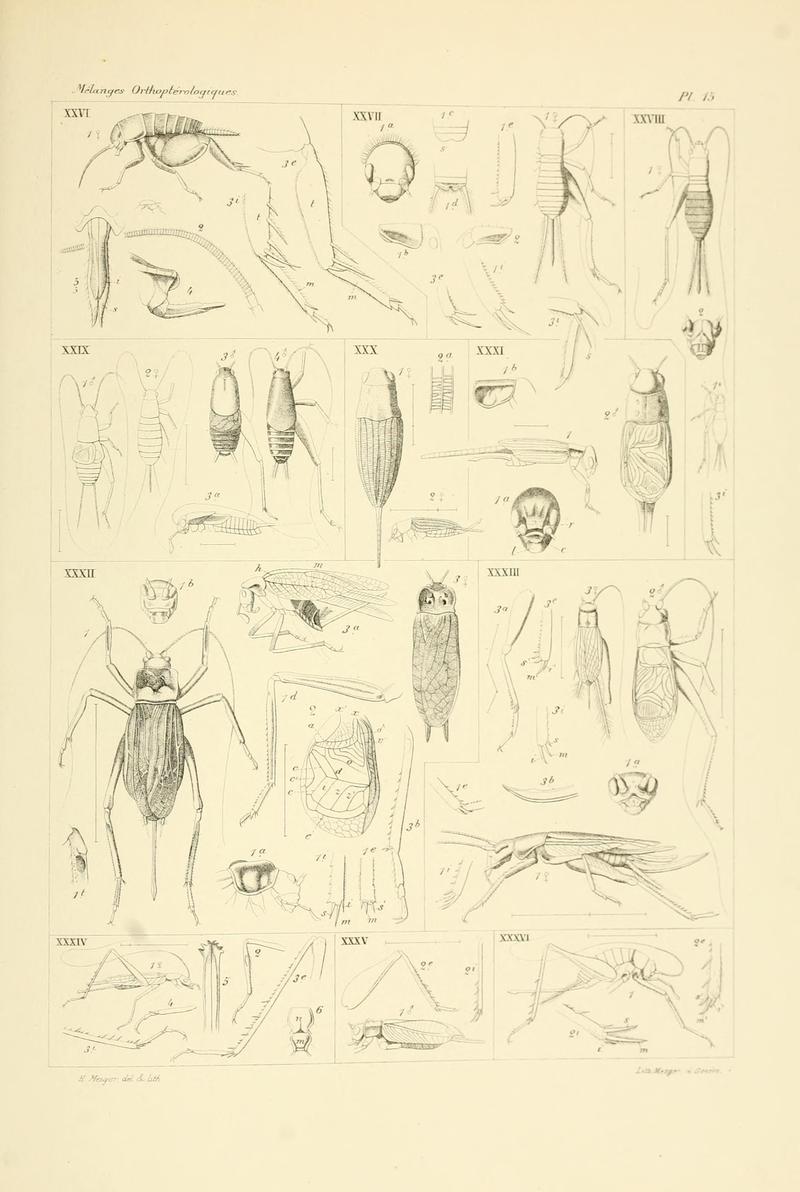 Mélanges orthoptérologiques (Plate 15) (7261720818)