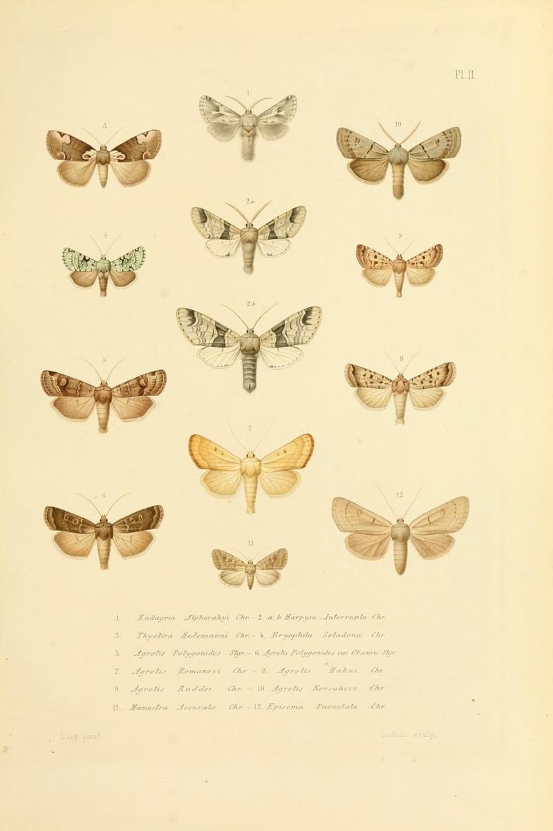 Mémoires sur les lépidoptères (10594957855)