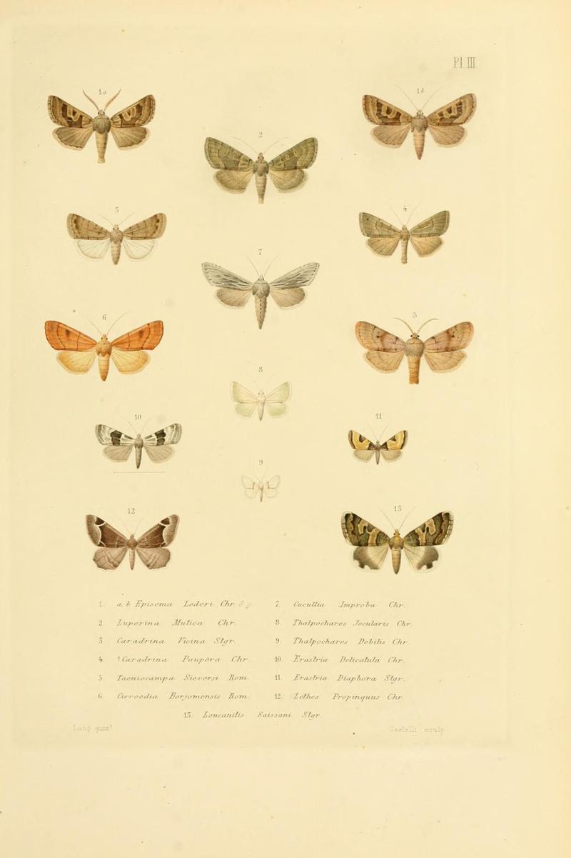 Mémoires sur les lépidoptères (10594959805)