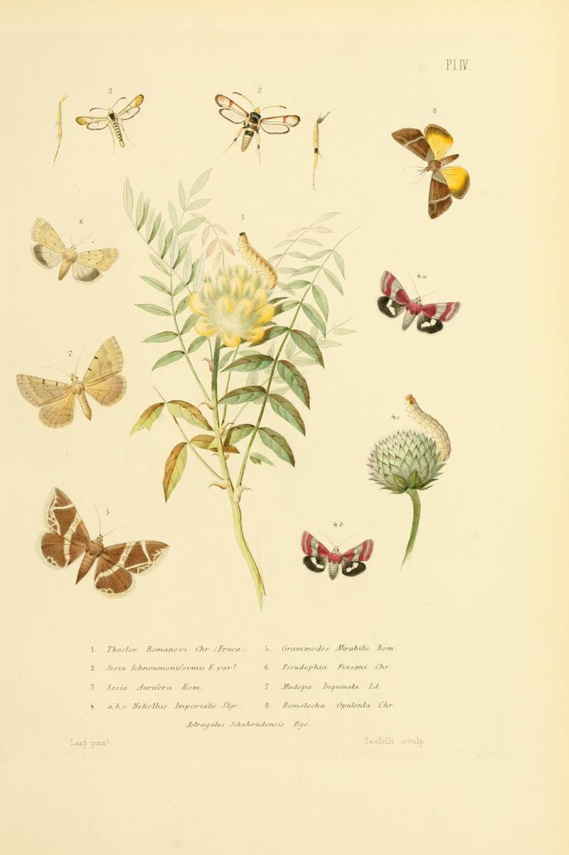 Mémoires sur les lépidoptères (10594962055)