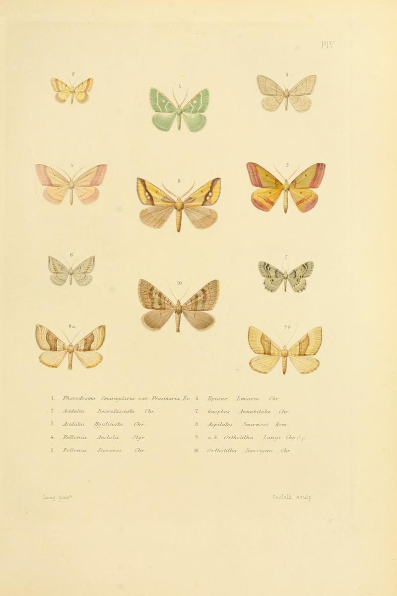 Mémoires sur les lépidoptères (10594964385)