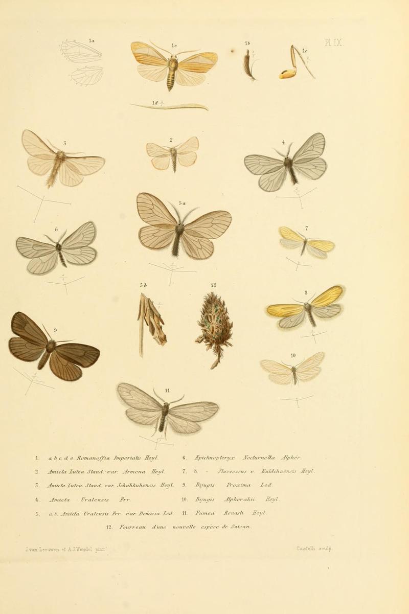 Mémoires sur les lépidoptères (10594973025)