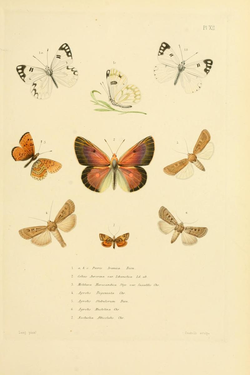Mémoires sur les lépidoptères (10594979765)