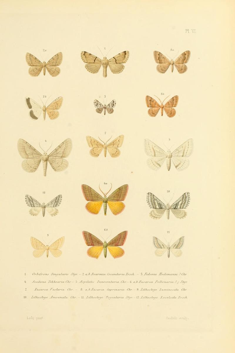 Mémoires sur les lépidoptères (10594981356)