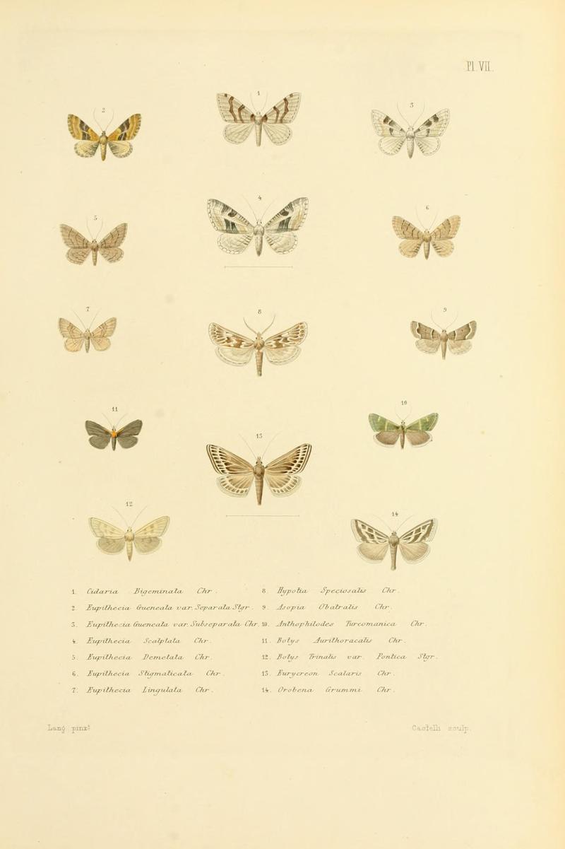 Mémoires sur les lépidoptères (10594983866)