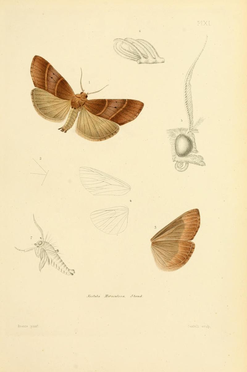 Mémoires sur les lépidoptères (10594993236)