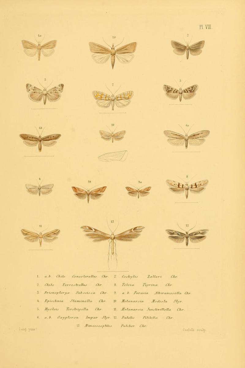 Mémoires sur les lépidoptères (10595002494)